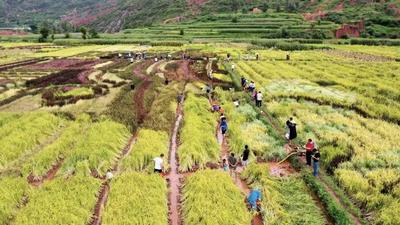 迎丰收，庆佳节！哀牢山虎凤呈祥之2025年“旅居到大庄 养寿稻花乡”系列文旅活动来啦