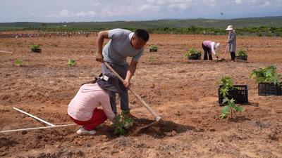楚雄永仁：牧草与经济林果套种 铺就“绿富同兴”新路径