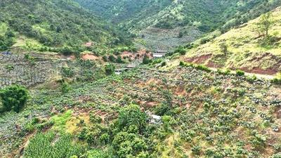 楚雄永仁：无人机吊运芒果 低空助“芒”腾飞  