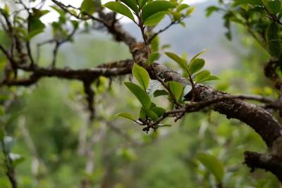 云游 | 请你喝杯地道云南茶你要来的噶～