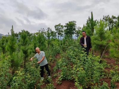 楚雄姚安：精准施策推动森林资源保护利用提质增效