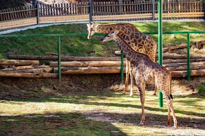 红河人，个旧动物园来啦！
