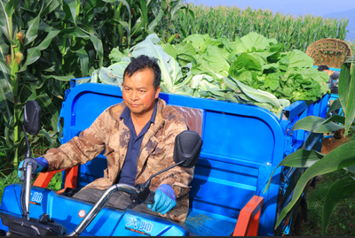 云南禄丰和平镇：小山村长出“金白菜”