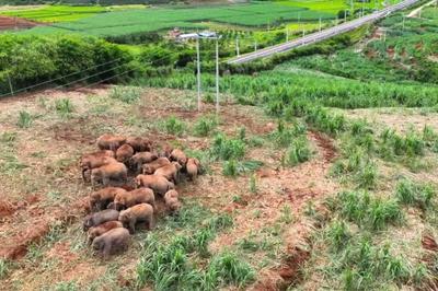野象“打卡”跨境铁路背后上演人象和谐
