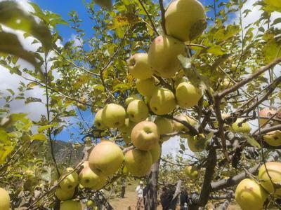 活力中国调研行｜香格里拉尼西乡汤满村：枝头“红果”串起乡村振兴致富路 