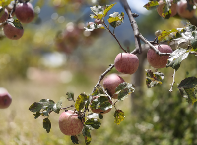 活力中国调研行｜香格里拉尼西乡汤满村：枝头“红果”串起乡村振兴致富路 