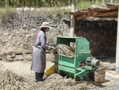 活力中国调研行｜香格里拉尼西乡汤满村：枝头“红果”串起乡村振兴致富路 