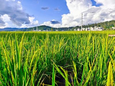 楚雄南华县龙川镇：金色田园的产业跃迁之路