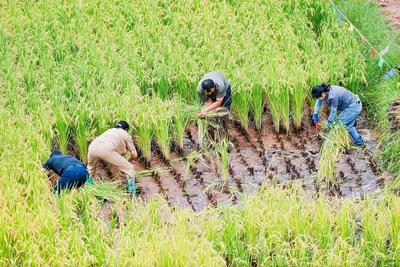 南华丰收节“农趣”十足  割稻摸鱼又溜杆