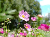 来红河，邂逅粉色秋日！