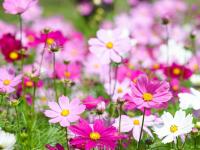 来红河，邂逅粉色秋日！