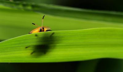 旅居云南大家拍图集丨秘境之旅：昆虫的微观乐园