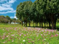 来红河，邂逅粉色秋日！