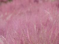 来红河，邂逅粉色秋日！