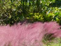 来红河，邂逅粉色秋日！