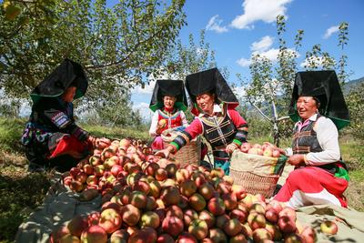 新闻发布会丨2025宁蒗农民丰收节暨苹果季活动精彩纷呈