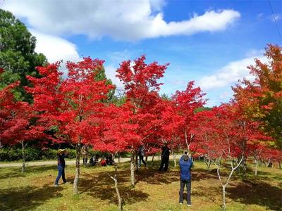 秋日浓度播报！楚雄紫溪山的红叶即将美翻天