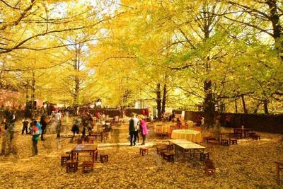 云游 | 抓住秋天的的尾巴，打卡云南限定秋景！