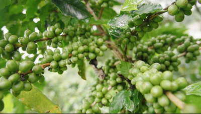 在有风咖谷，当一天咖啡师