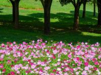 来红河，邂逅粉色秋日！