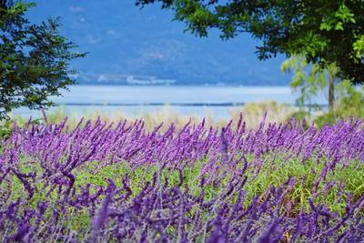 秋冬，来红河旅居吧！