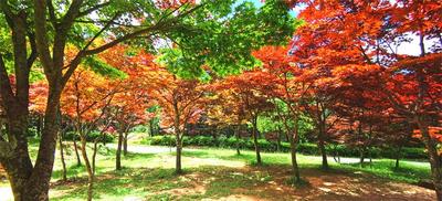 秋日浓度播报！楚雄紫溪山的红叶即将美翻天