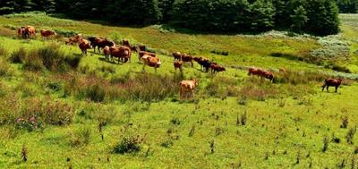 推荐！楚雄这处“自驾天堂”，藏着最治愈的秋日秘境