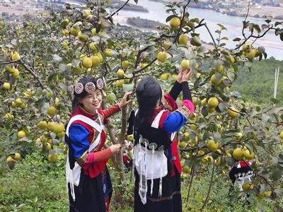  丽江石鼓“花山节”：传统苗寨风情邂逅现代丰收喜悦