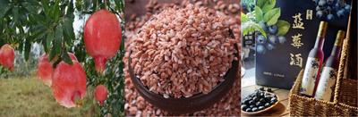 2025“醉美红河·潮涌湾区”文旅招商推介暨九红产品展销活动即将在广州启幕