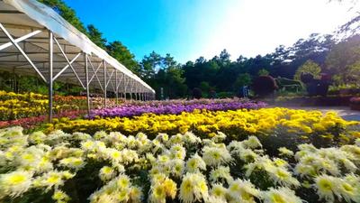 秋日旅行清單，武定獅子山必須有姓名！