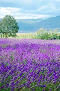 秋冬，来红河旅居吧！