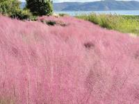 来红河，邂逅粉色秋日！