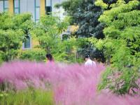 来红河，邂逅粉色秋日！