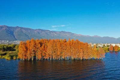 云游 | 抓住秋天的的尾巴，打卡云南限定秋景！