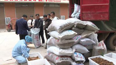 楚雄市：核桃购销进入旺季 中农联市场交易红火