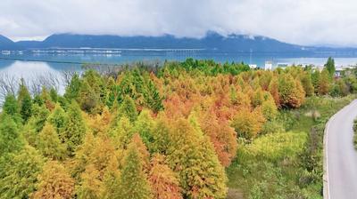 温润玉溪 旅居福地丨江川冬韵：杉红梧黄醉湖天