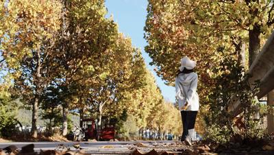 温润玉溪 旅居福地丨江川冬序：梧黄风软染晴川