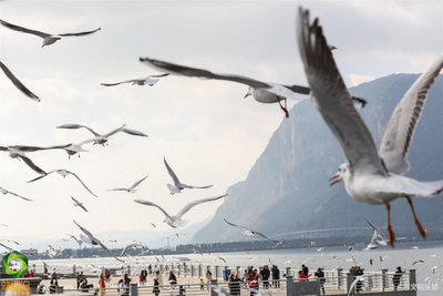 云游 | 跟着海鸥追鸥气！打卡云南湖光的冬日诗意栖居