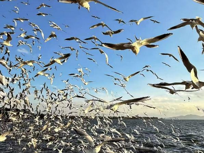 一日内徜徉滇池漫步古城 昆丽航班加密至每日3班 
