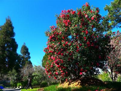 不限次入园！楚雄紫溪山风景区门票年卡、优惠卡正在办理