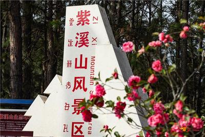 不限次入园！楚雄紫溪山风景区门票年卡、优惠卡正在办理