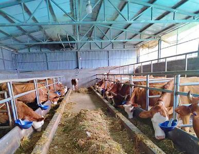 云南牟定江坡镇：“牛产业”为乡村振兴“添牛劲”