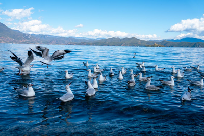 冬游丽江正当时：泸沽湖迎来首批越冬红嘴鸥