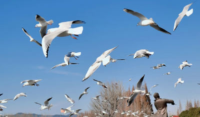 定了！大坝站、迎海路站开行2条免费观鸥公交专线
