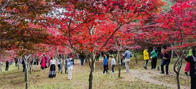 别错过！楚雄最后一波“醉美”秋色等你邂逅