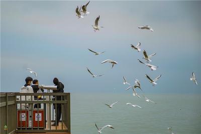 云游 | 跟着海鸥追鸥气！打卡云南湖光的冬日诗意栖居