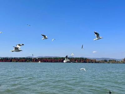温润玉溪 旅居福地丨湖光藏暖意 咖香漫时光 ——江川星云湖畔的冬日文艺秘境