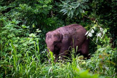 云游丨沿着中老铁路 邂逅“醉美”云南