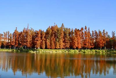 温润玉溪 旅居福地丨冬日玉溪，共赴一场水杉的绚烂之约