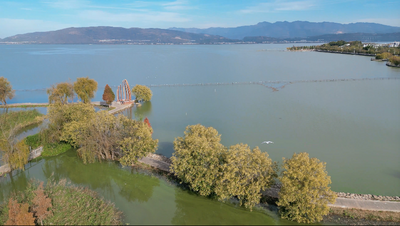 温润玉溪 旅居福地丨江川星云湖：湖畔红柳舒，蜜蜂采蜜忙